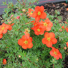 Перстач кущова Hopleys Orange 2 річна. Лапчатка кустарниковая Хоплейс Оранж, Potentilla fruticosa, фото 4