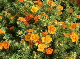 Перстач кущова Hopleys Orange 2 річна. Лапчатка кустарниковая Хоплейс Оранж, Potentilla fruticosa, фото 5