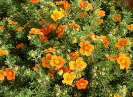 Лапчатка кущова Orange Star 2 річна, Лапчатка кущова Оранж Стар, Potentilla fruticosa Orange Star, фото 4
