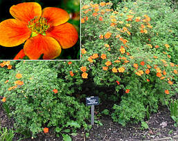 Перстач кущова Hopleys Orange 2 річна. Лапчатка кустарниковая Хоплейс Оранж, Potentilla fruticosa, фото 6