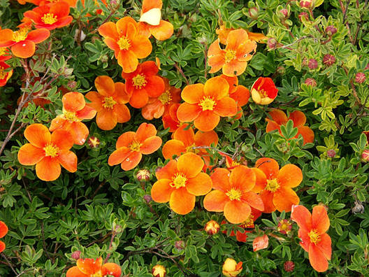 Перстач кущова Hopleys Orange 2 річна. Лапчатка кустарниковая Хоплейс Оранж, Potentilla fruticosa, фото 1
