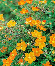 Лапчатка кущова Orange Star 2 річна, Лапчатка кущова Оранж Стар, Potentilla fruticosa Orange Star, фото 6
