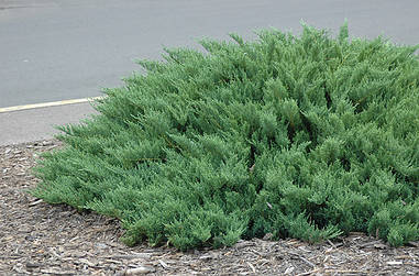 Ялівець козацький Tamariscifolia 2 річний. Можжевельник казацкий Тамарисцифолия, Juniperus sabina Tamariscifolia