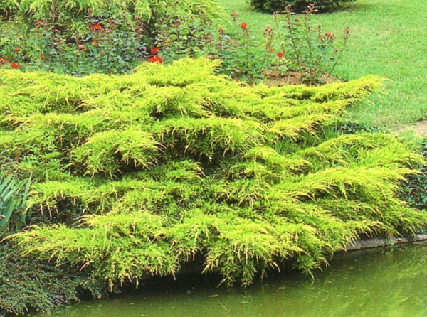 Ялівець середній Pfitzeriana Aurea 2 річний