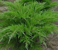 Ялівець середній Mint Julep 2 річний, Можжевельник средний Минт Джулеп, Juniperus media/pfitzeriana Mint Julep