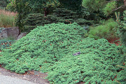 Ялівець лежачий Nana 2 річний, Можжевельник лежачий Нана, Juniperus procumbens Nana, фото 5