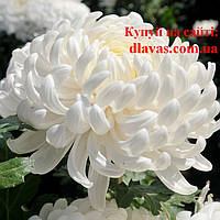 Хризантема БЕЛАЯ крупноцветковая срезочная белая БИСЛЕТ (Bislet white)