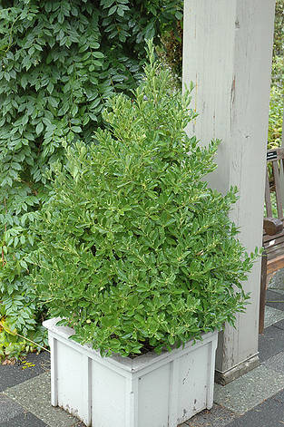 Бересклет японський Grandifolius 2 річний, фото 1