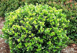 Бересклет японський Grandifolius 2 річний, фото 2