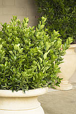 Бересклет японський Grandifolius 2 річний, фото 3