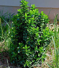 Бересклет японський Grandifolius 2 річний, фото 4