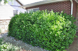 Бересклет японський Grandifolius 2 річний, фото 5