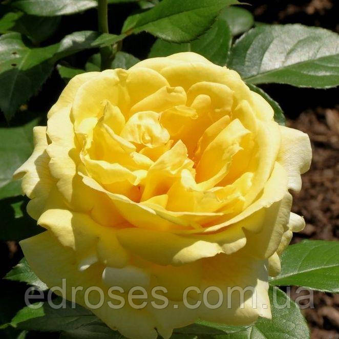 Алина Гросудың жалаңаш суреті