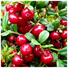 Саджанці брусниці