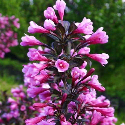Вейгела Нана Пурпуреа/Weigela florida Nana Purpurea
