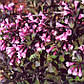 Вейгела Нана Пурпуреа/Weigela florida Nana Purpurea, фото 3