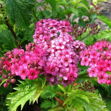 Спірея японська Кріспа (контейнер 0,5л)