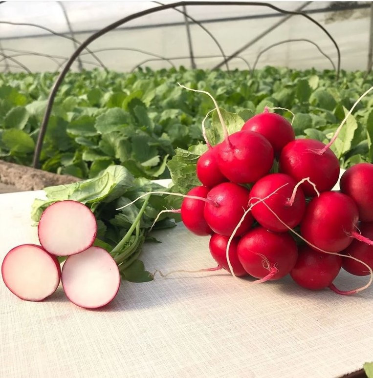 Насіння редиски Меліто F1 500г, фото 1