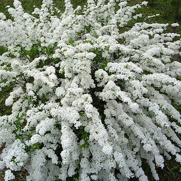 Спірея біла ванггута