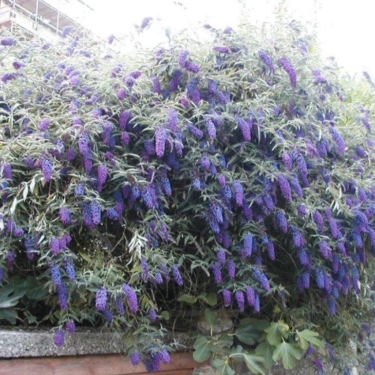 Будлея Девід Блакитна Імперія/Buddleja davidii Empire Blue (контейнер 0,5л)