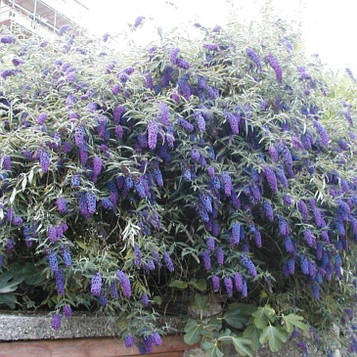 Будлея Девід Блакитна Імперія/Buddleja davidii Empire Blue (контейнер 0,5л)