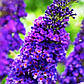 Будлея Девід Блакитна Імперія/Buddleja davidii Empire Blue (контейнер 0,5л), фото 3