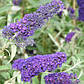 Будлея Девід Блакитна Імперія/Buddleja davidii Empire Blue (контейнер 0,5л), фото 4