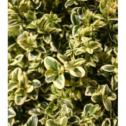 Самшит «Aureovariegata».
