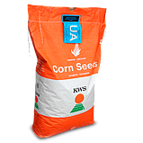 Насіння кукурудзи KWS Керберос ФАО 310, фото 3