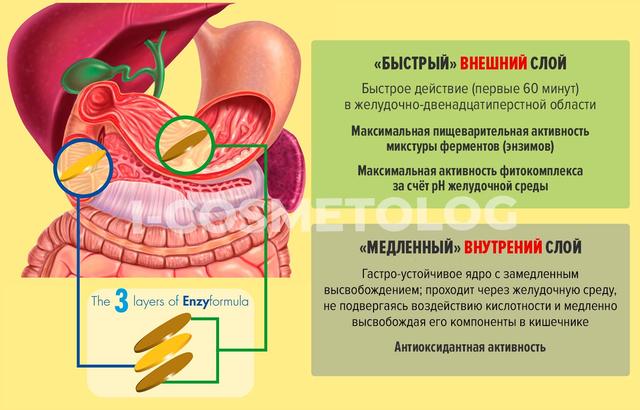 Етапи дії натуральної добавки EnzyFormula (GUNA)