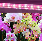 Фітосвітильник 18 Вт 120 см для орхідей, кімнатних квітів, мікрозелені, фото 2