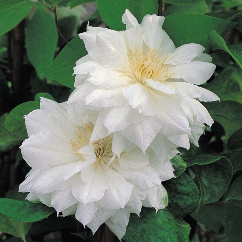 Клематис Duchess of Edinburgh