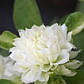 Клематис Duchess of Edinburgh, фото 3