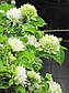 Клематис Duchess of Edinburgh, фото 5