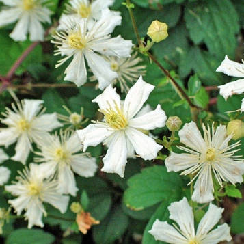 Клематис Хулін (зкс)