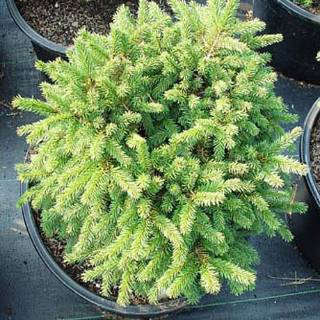 Саджанці ялини звичайної Пумила Нігра (Picea abies Pumila nigra)
