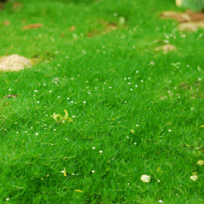 Мшанка шилоподібна (контейнр 0,5л), фото 1