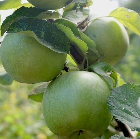 Яблуня Ренет симіренко (зимова), фото 1