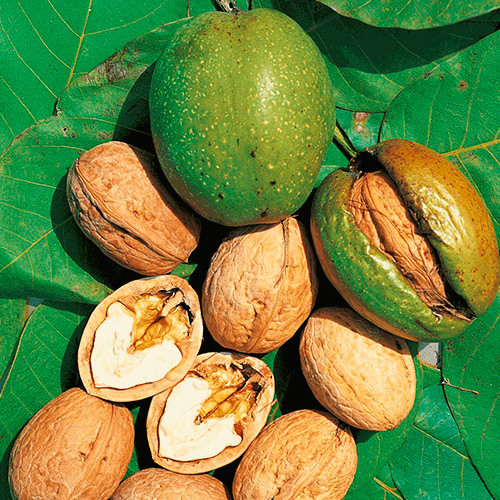 Волоський горіх Додо 1 рік, фото 1