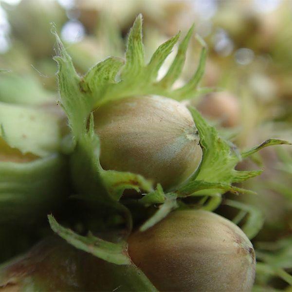 Фундук Галле вкс, фото 1