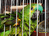 Синьолобий амазон (Amazona aestiva), фото 6