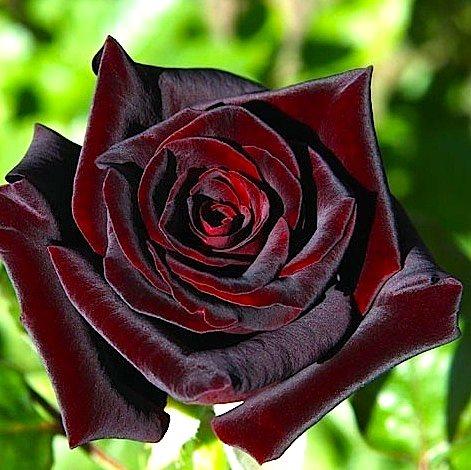 Саженцы чайно-гибридной розы Блэк Баккара (Rose Black Baccara) - фото 1 - id-p643778567