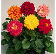 Георгина Dahlia Fresco Formula Mix Syngenta 1000 шт