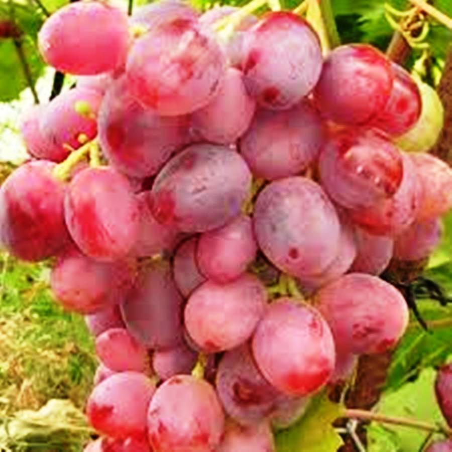 Саджанці Винограду Аристократ - раннього терміну, великоплідний, урожайний, фото 1