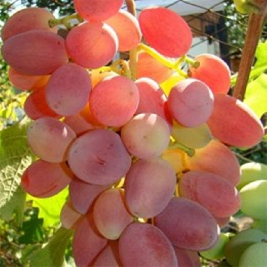 Саджанці Винограду Діксон - ранньо-середнього терміну, великоплідний, морозостійкий, фото 1