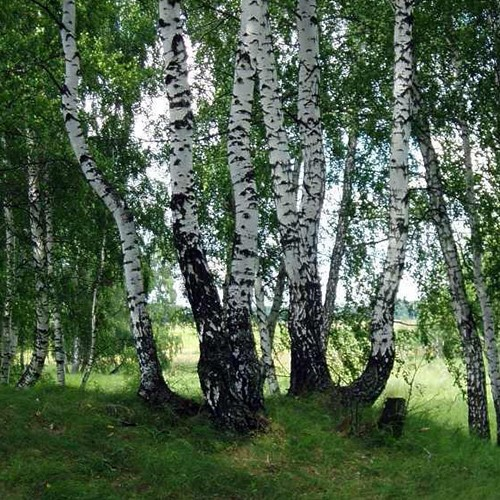 Саджанці берези