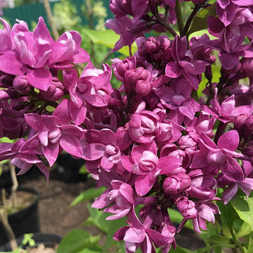 Бузок Вогні Донбаса (щепленний)