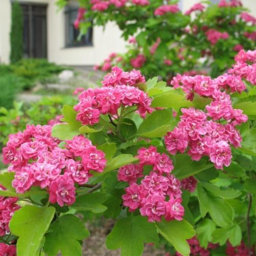 Глід декоративний Тобо, фото 1