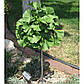 Гінкго білоба, фото 3