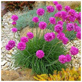 Саджанці армерії